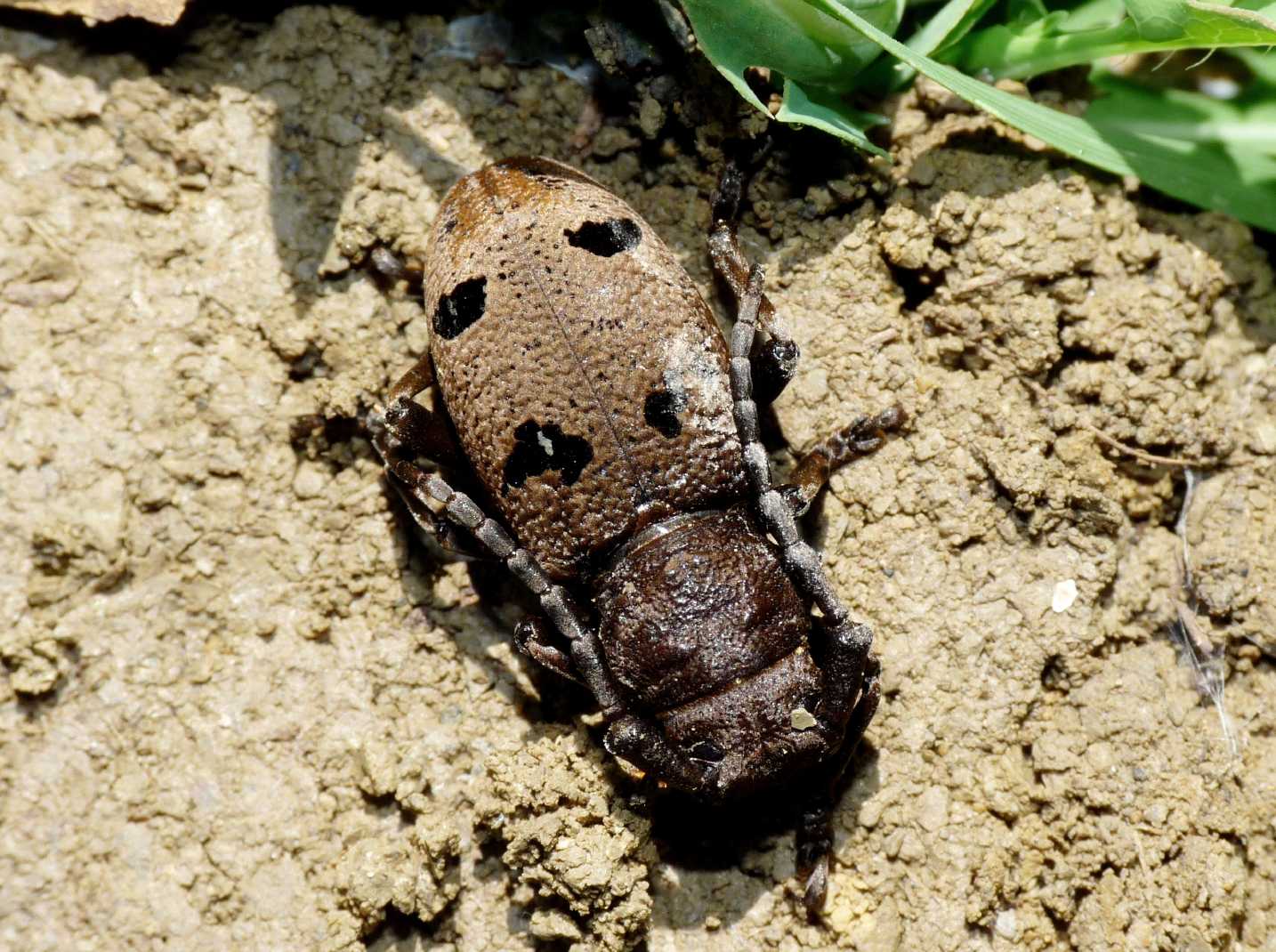 Herophila tristis tristis della Tolfa
